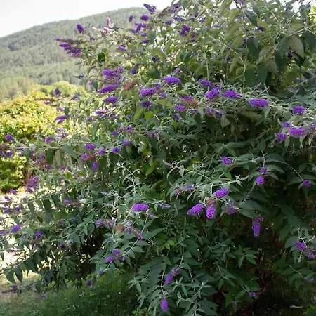 L'hortensia - Jardin - Cuisine Equipee *
